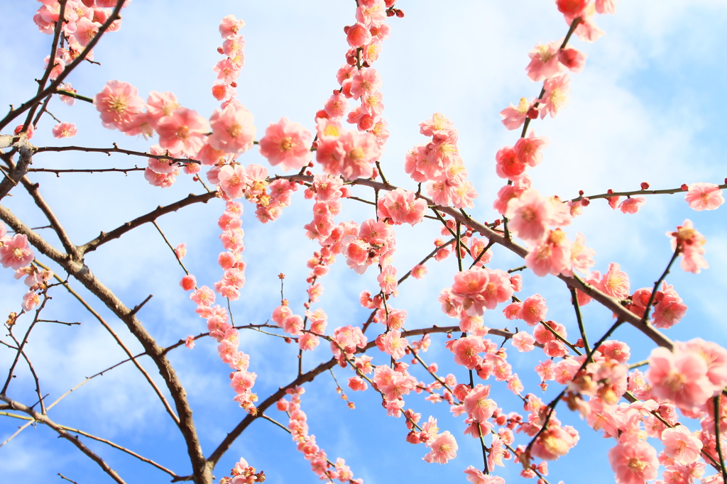 花色季節 梅枝