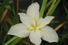 小岩菖蒲園＃１７