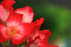 花色季節　近所の一重の赤いバラ①