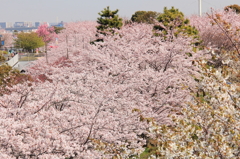 花色季節　さくら風景＃１０