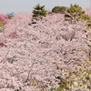花色季節　さくら風景＃１０