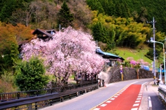 道に栄える桜