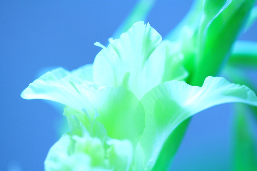 青色世界の花
