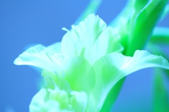 青色世界の花
