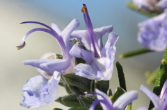 花色季節 ローズマリー花②