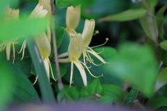 花色季節　スイカズラ