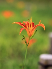 花色季節 オレンジ色の憎い奴の親戚