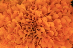 花色季節　花オレンジからイエロー①