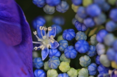 紫陽花季節　＃27