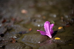 散りゆく花の輝き