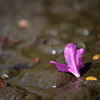 散りゆく花の輝き