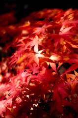 紅葉
