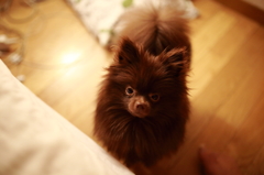 そんなに無垢な眼で見つめないでください