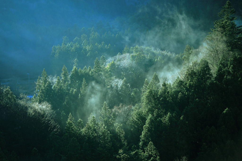 朝霧の森①