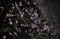 路傍の花
