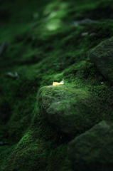 苔むす