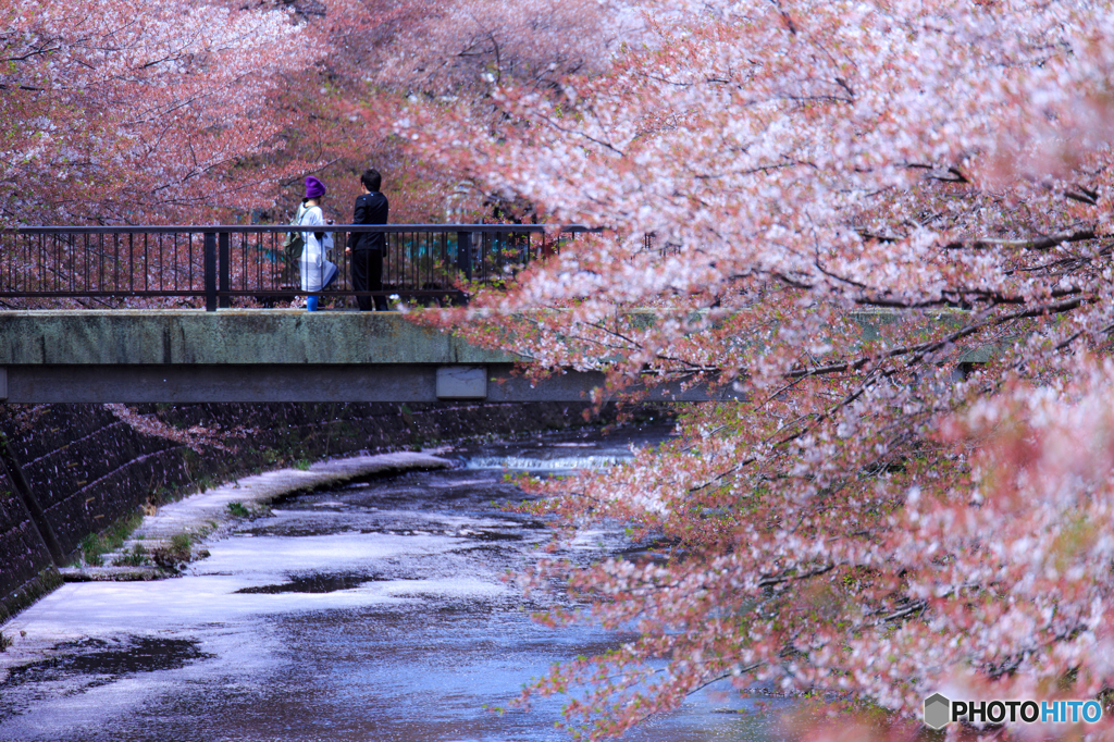 散り際の桜の景色