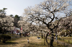 春告げる大倉山公園