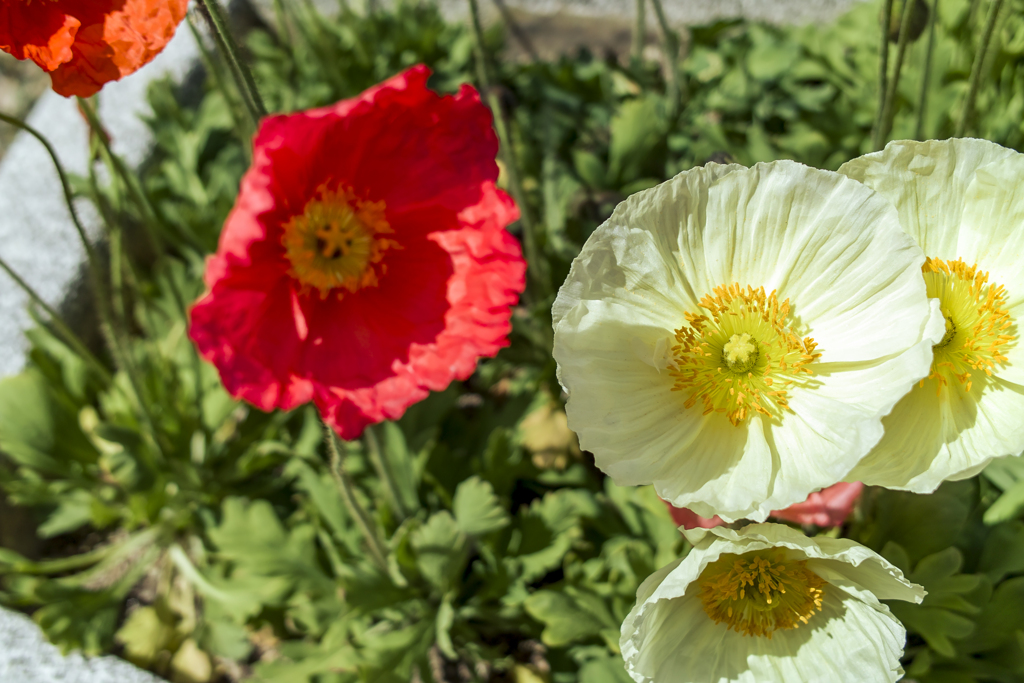 Flower-Apr-2023