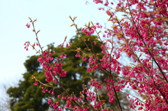 寒緋桜 (カンヒザクラ)