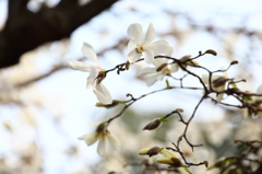 辛夷 (コブシ)の花香る