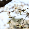辛夷 (コブシ)の花香る