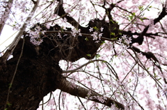 枝垂れ桜