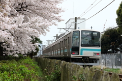 通勤列車の車窓の桜