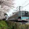 通勤列車の車窓の桜