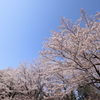 命短し恋せよ乙女