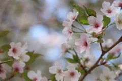 Cherry blossom