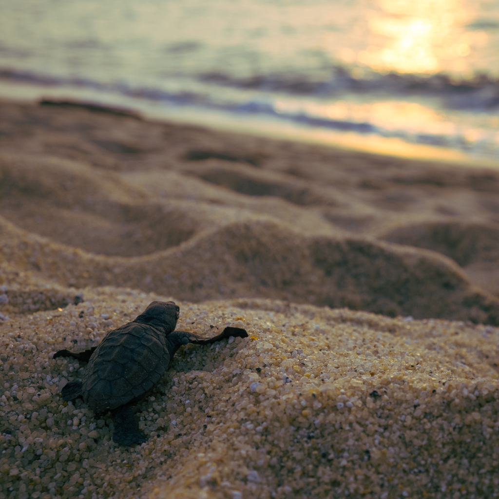 海がめと夕日
