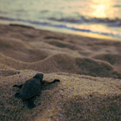 海がめと夕日