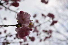 sakura
