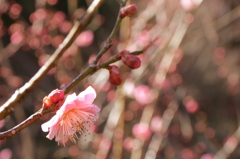 うめほんわり