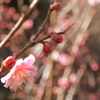 うめほんわり