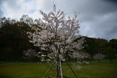 最後の桜