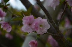 寄り添い合う「桜」
