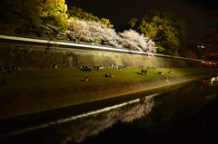 夜桜、花見