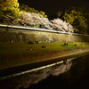 夜桜、花見