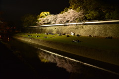 夜の花見