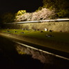 夜の花見