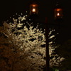 夜桜の灯火