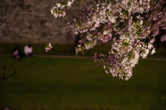 夜桜をみつめて