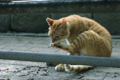 茶トラ猫２