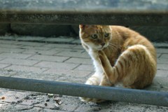 茶トラ猫