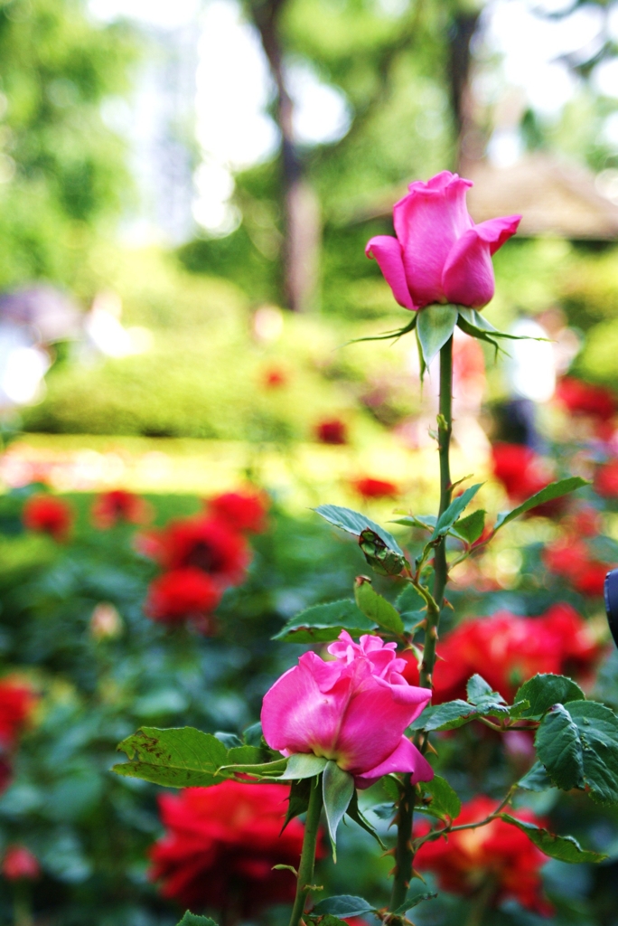 薔薇の花