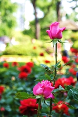 薔薇の花