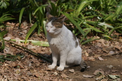 ねこ