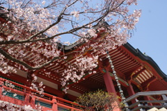 桜とお寺